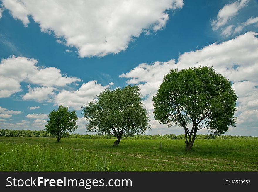 Green trees and cloudy sky