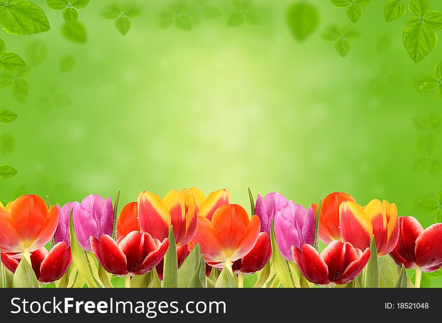 Fresh spring tulips with green floral background