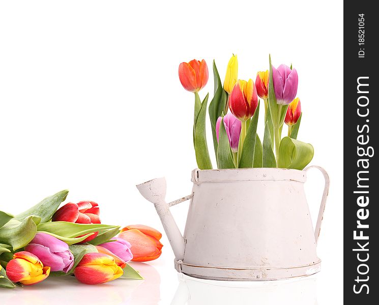 Studio photo of fresh spring tulips on white background