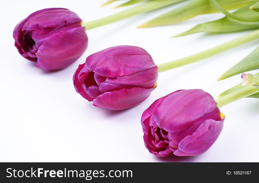 Violet spring tulips on white background