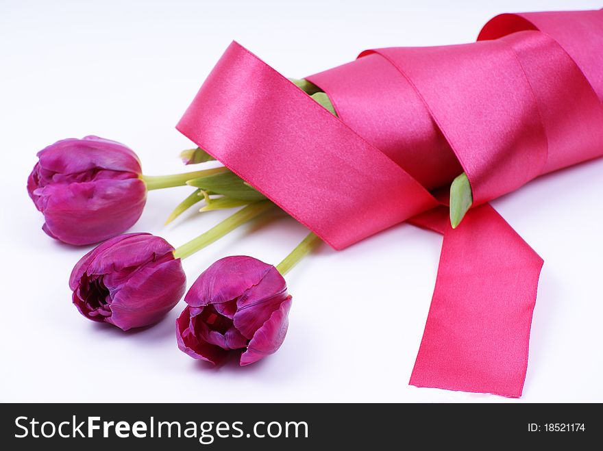 violet tulips in red satin tape on white