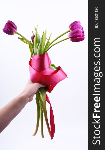 Bouquet of tulips in a hand against a white background
