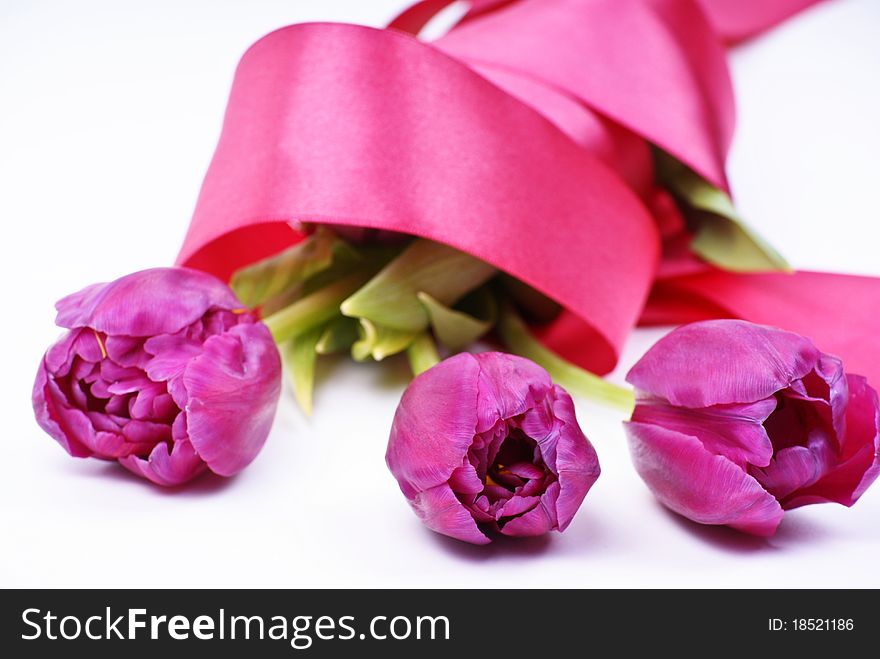 violet tulips in red satin tape