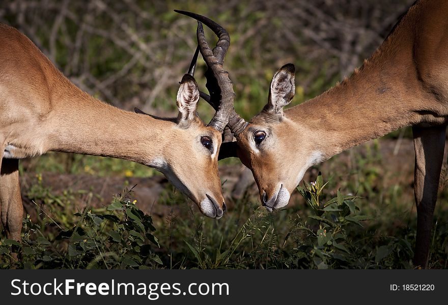 Two impala males locking horns