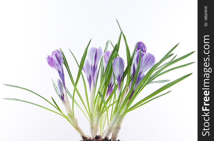 Close up of crocus flowers on white background