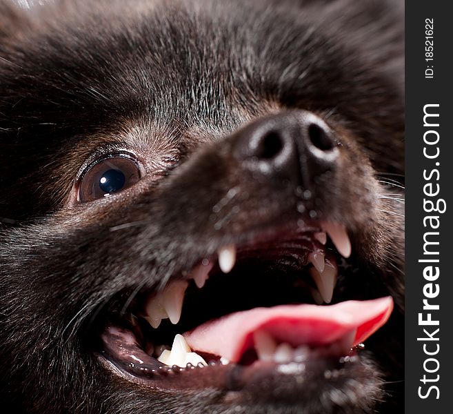 Close up studio portrait of small black shpitz puppy