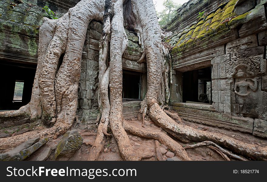 Forests reclaim the temple of Ta Prohm in Angkor, Cambodia. Forests reclaim the temple of Ta Prohm in Angkor, Cambodia.