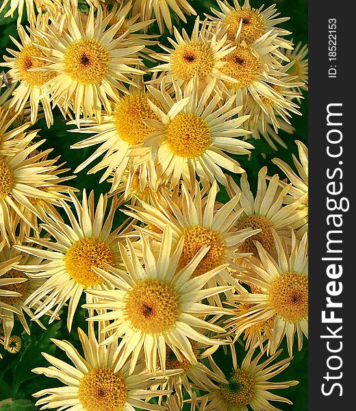 Yellow flowers of chrysanthemums on a background of green leaves close-up. Yellow flowers of chrysanthemums on a background of green leaves close-up