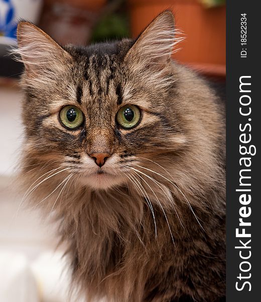 Cat portrait in home (indoor)