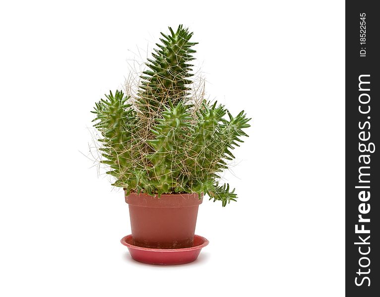 Single Cactus on a white background