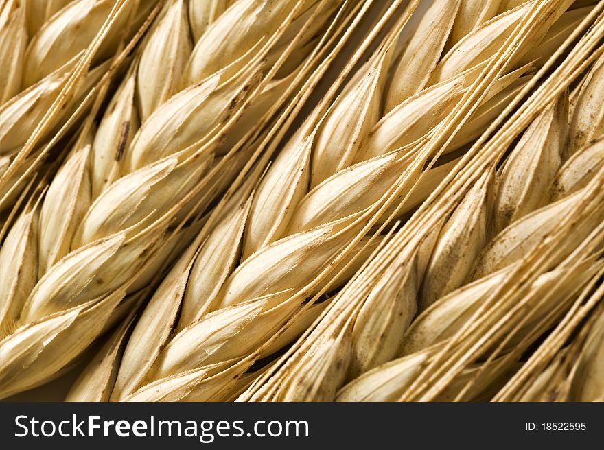 Close up background of ripe wheat ears