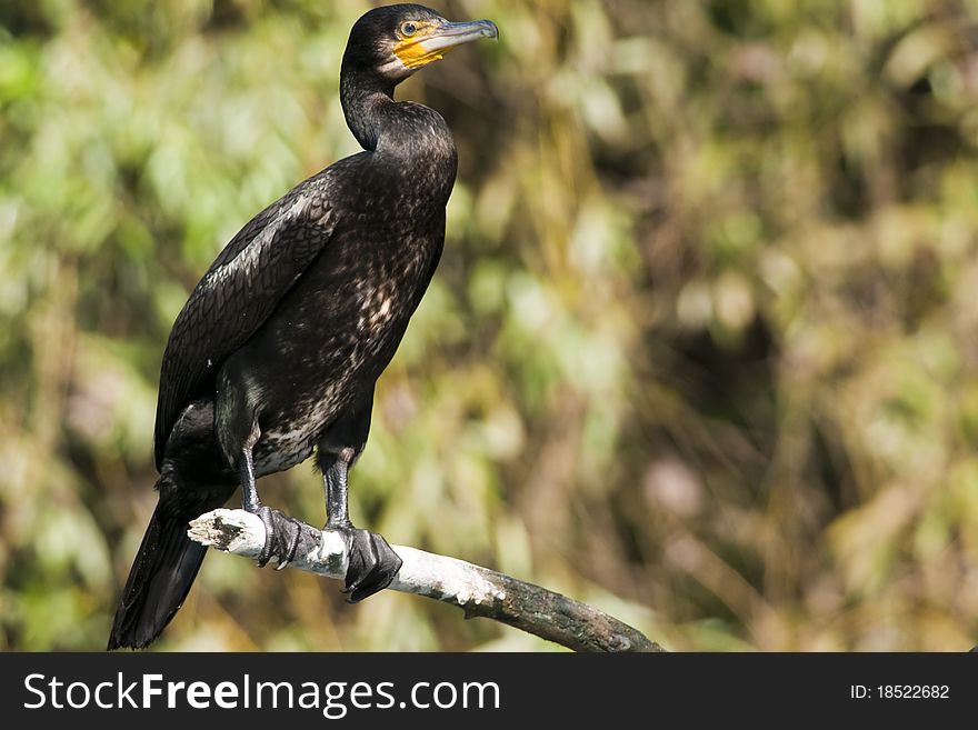 Great Cormorant on a branch