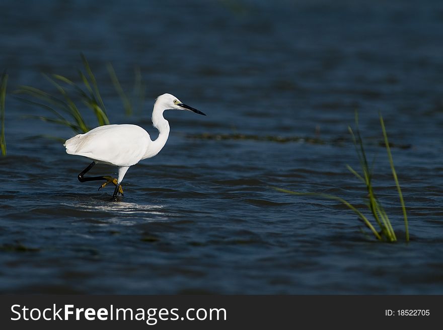 Little Egret in water in Danube Delta