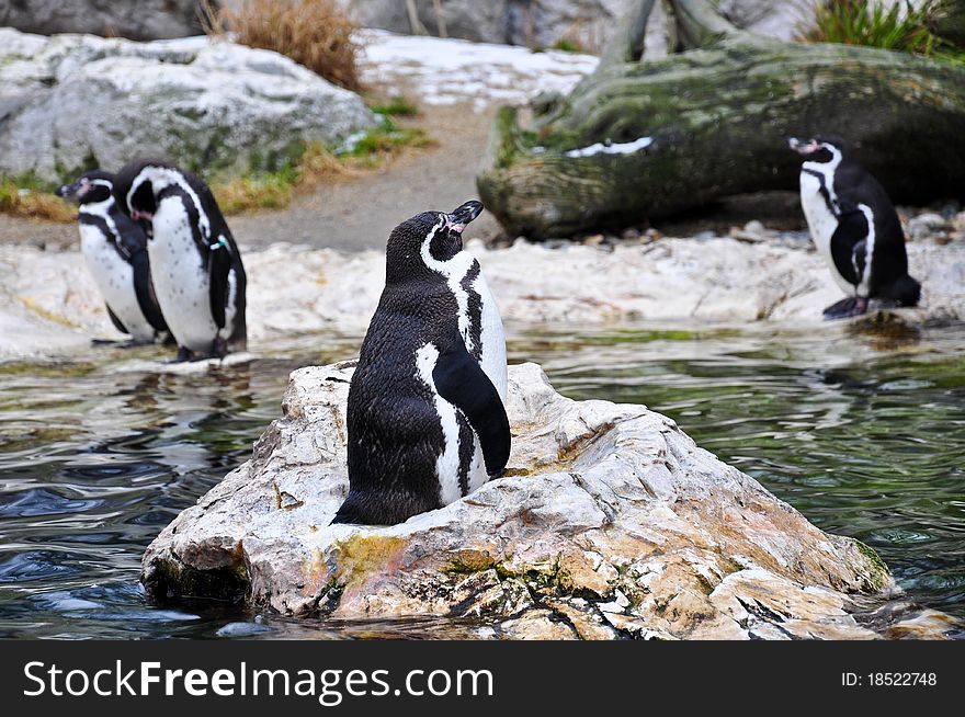 Penguin or group of penguins on rocks