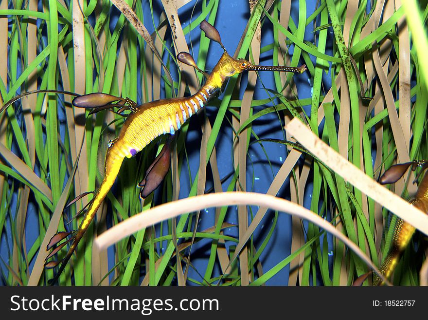 Weedy Seadragon (Phyllopteryx taeniolatus) in Aquarium