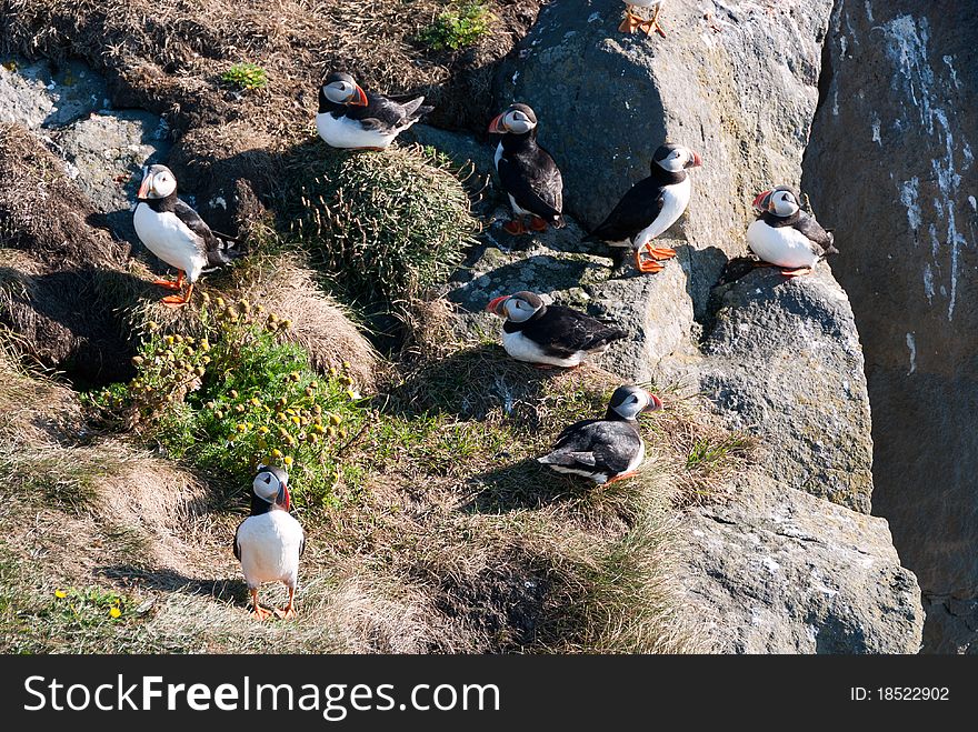 Puffins in the colony of Vik in Iceland