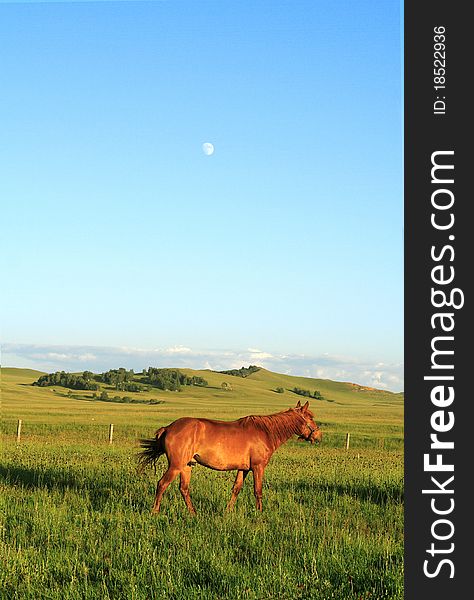 Summer, a horse on the prairie, leisurely walk. Moon in the sky. Summer, a horse on the prairie, leisurely walk. Moon in the sky.