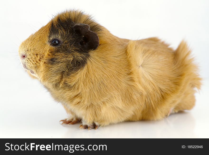 Brown guinea pig isolated on the white. Brown guinea pig isolated on the white