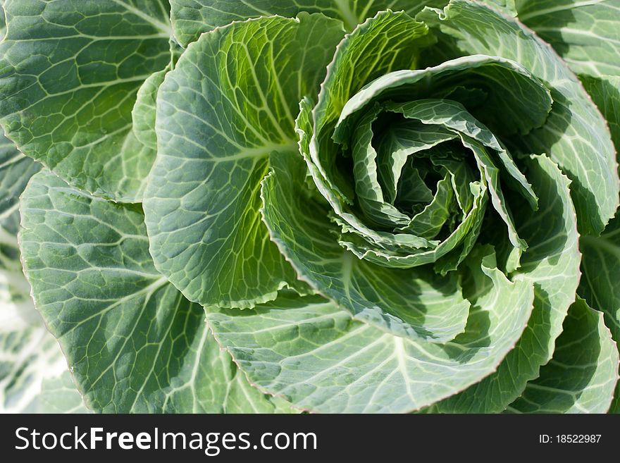 Green cabbage plant., use for background