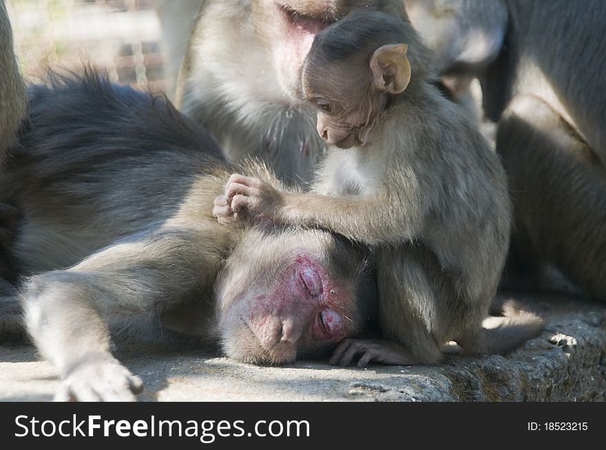 A baby monkey grooming her mother. A baby monkey grooming her mother