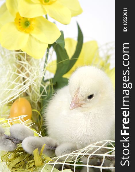 The Easter basket with the living chicken and flowers. The Easter basket with the living chicken and flowers