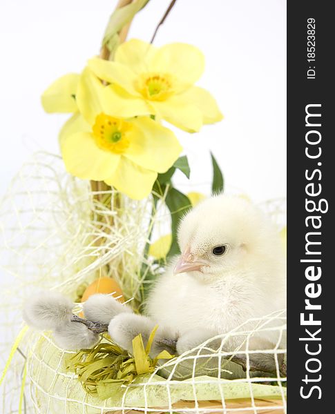 The Easter basket with the living chicken and flowers