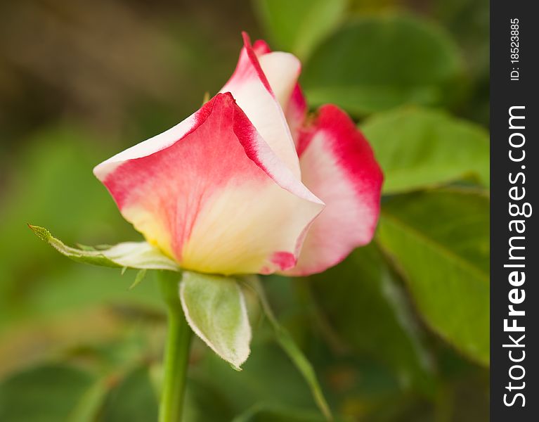 Beautiful red rose on the green natural background.Shallow focus