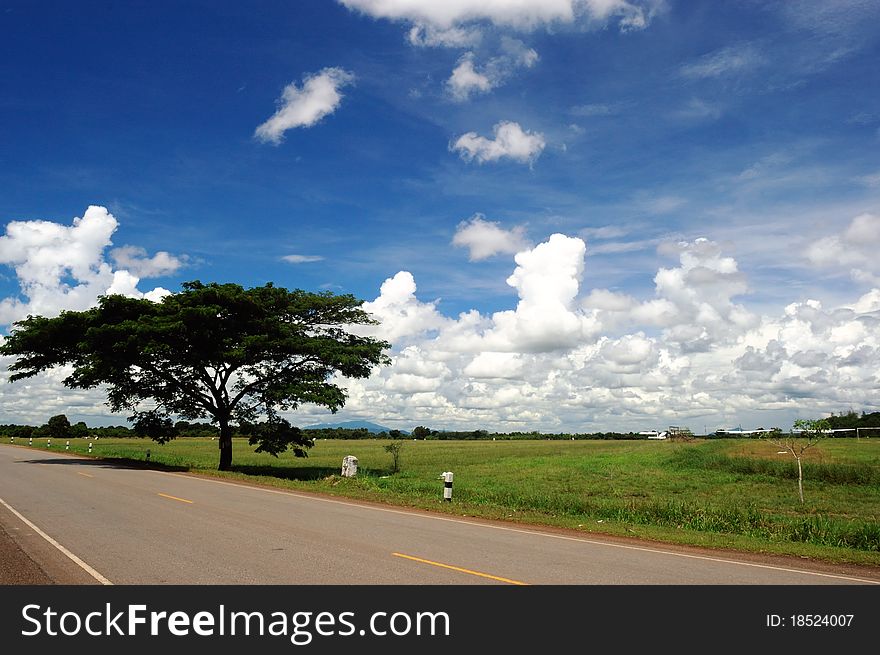 Big Tree Beside Country Road.