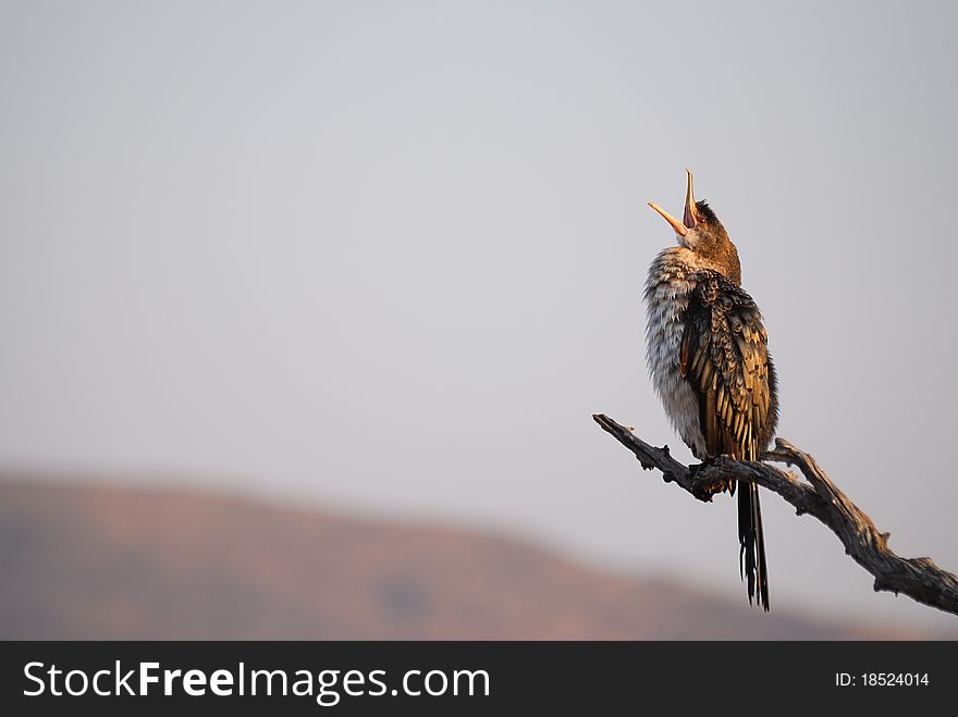 A darter sitting on a dead tree branch