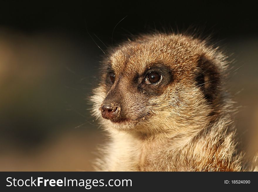 Animals: Portrait of a meerkat
