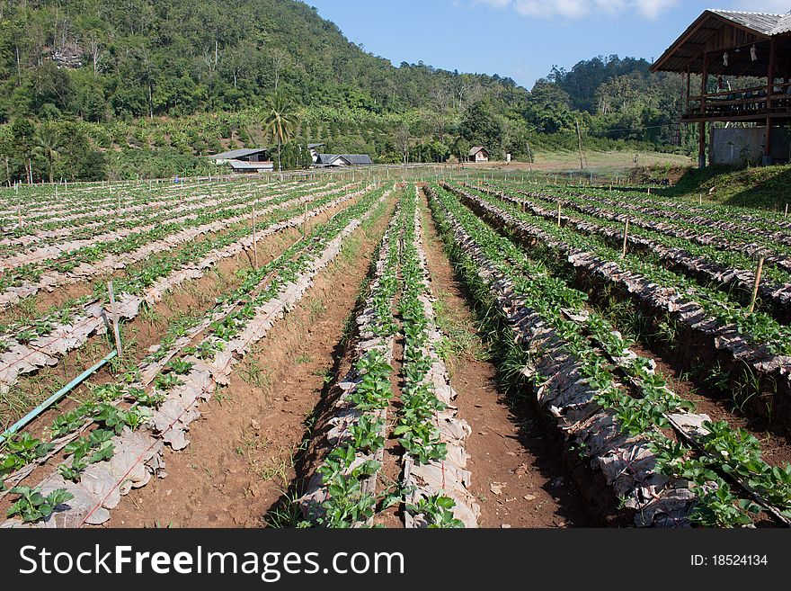 Strawberry garden in north of thailand