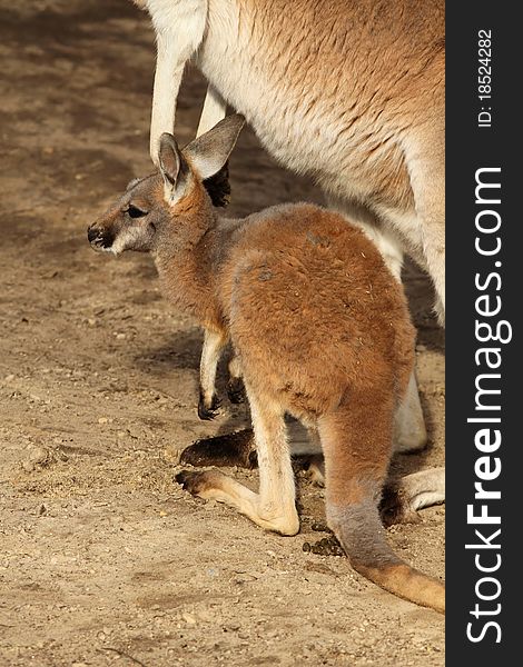 Baby kangaroo standing next to its mother