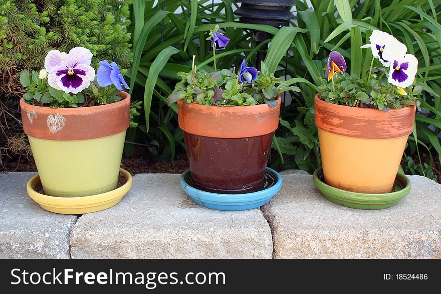 Spring flowers in pots