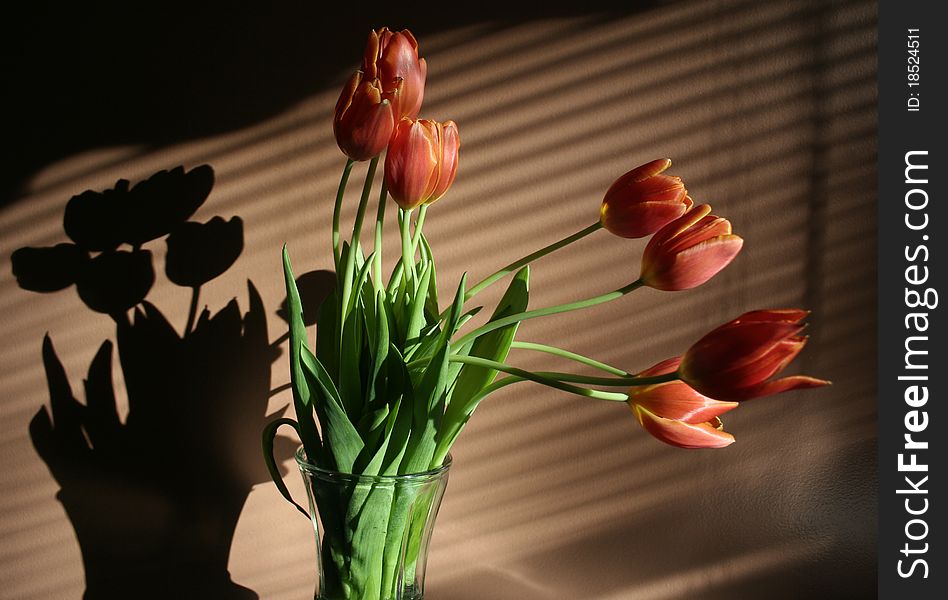 Spring flowers red tulips in vase with shadows