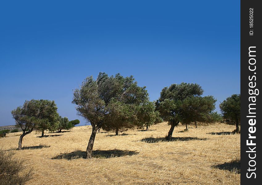 Bent trees in windy hill field Greek olive grove. Bent trees in windy hill field Greek olive grove