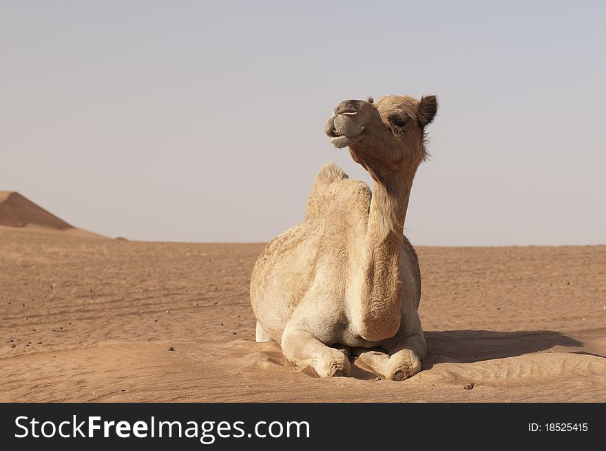 Camel in the desert outside Dubai in UAE.