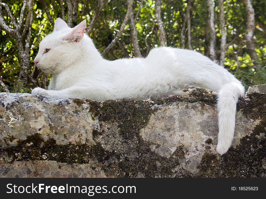 Close view of a white urban cat resting on a wall. Close view of a white urban cat resting on a wall.