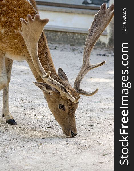 Close view of a cervus dama type deer located on Portugal. Close view of a cervus dama type deer located on Portugal.