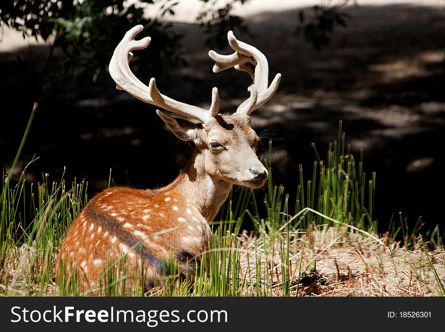 Close view of a cervus dama type deer located on Portugal. Close view of a cervus dama type deer located on Portugal.