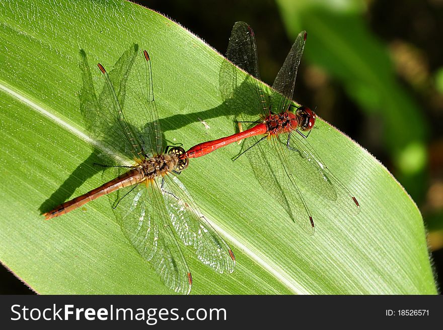 Close up of a dragonflies. Close up of a dragonflies