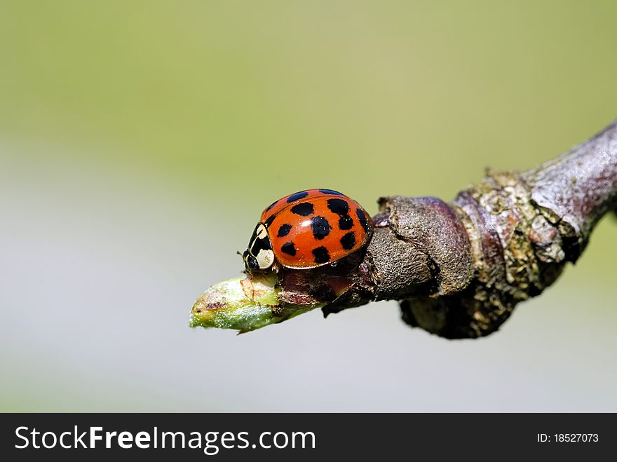 A ladybug on tree branch