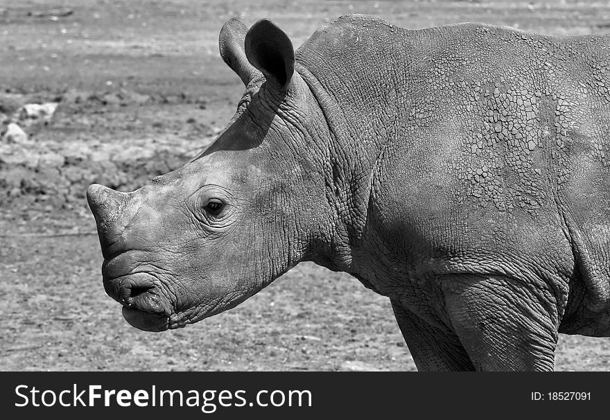 A young white rhino in black and white