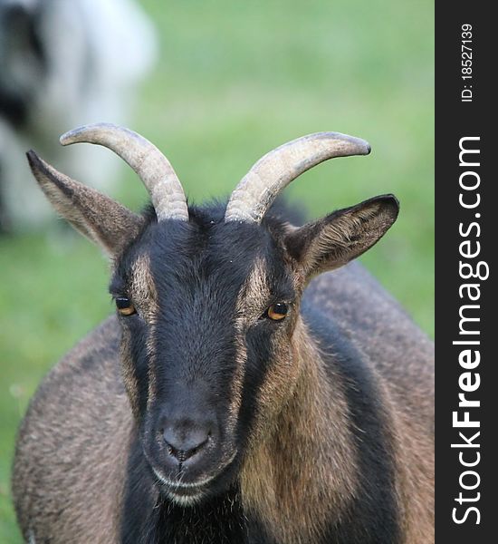 Portrait of a black and brown goat with two beautiful horns. Portrait of a black and brown goat with two beautiful horns