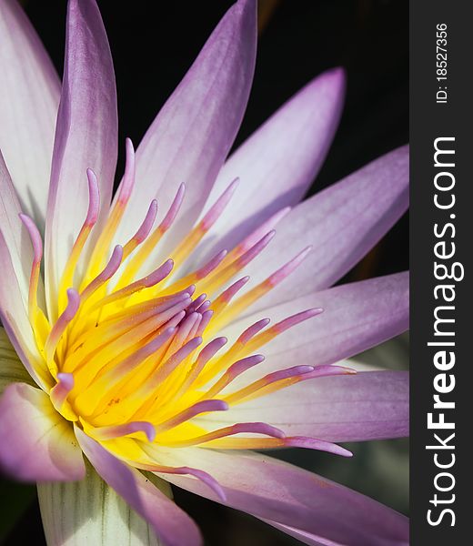 Pink lotus with yellow pollen