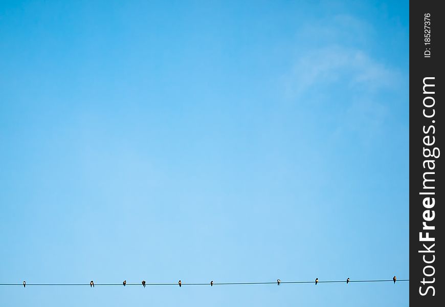 Many nest birds Clinging to power line on a bright blue day