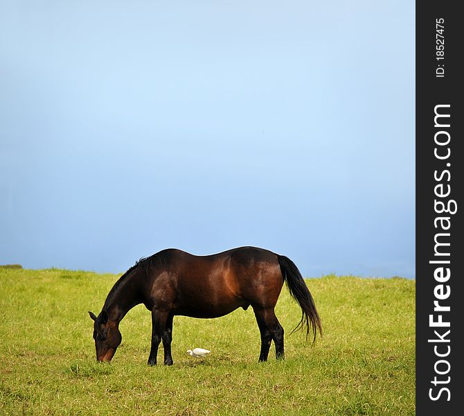 A large brown horse eats grass with a small white duck bird eating some too, directly underneath him. A large brown horse eats grass with a small white duck bird eating some too, directly underneath him.