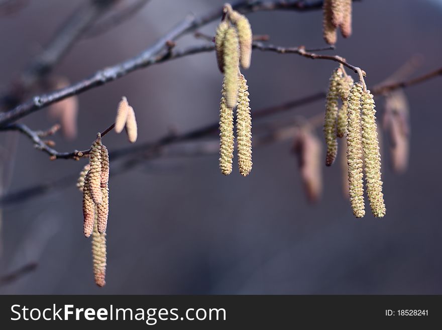 Birch tree blossom in spring