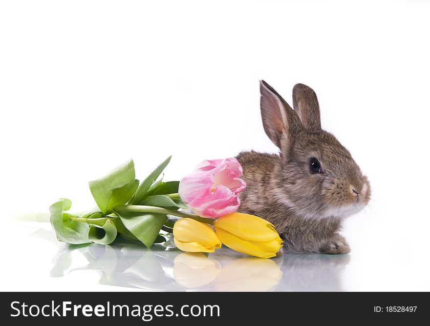 Little rabbit and flowers on a white background isolation