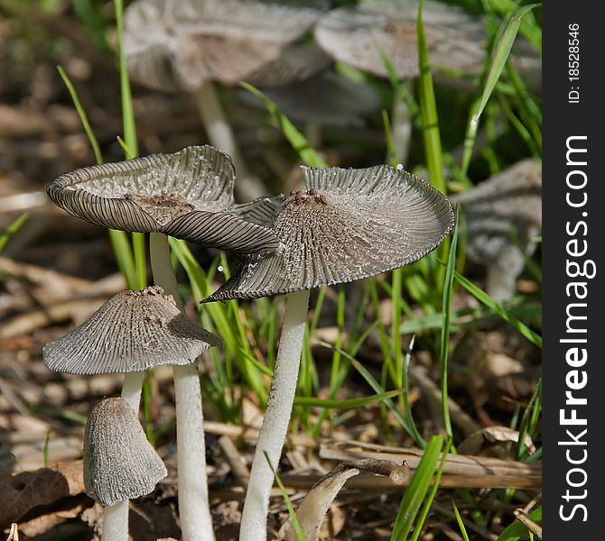 Shot of Silver colored fungi in the grass on an autumn day. Shot of Silver colored fungi in the grass on an autumn day.