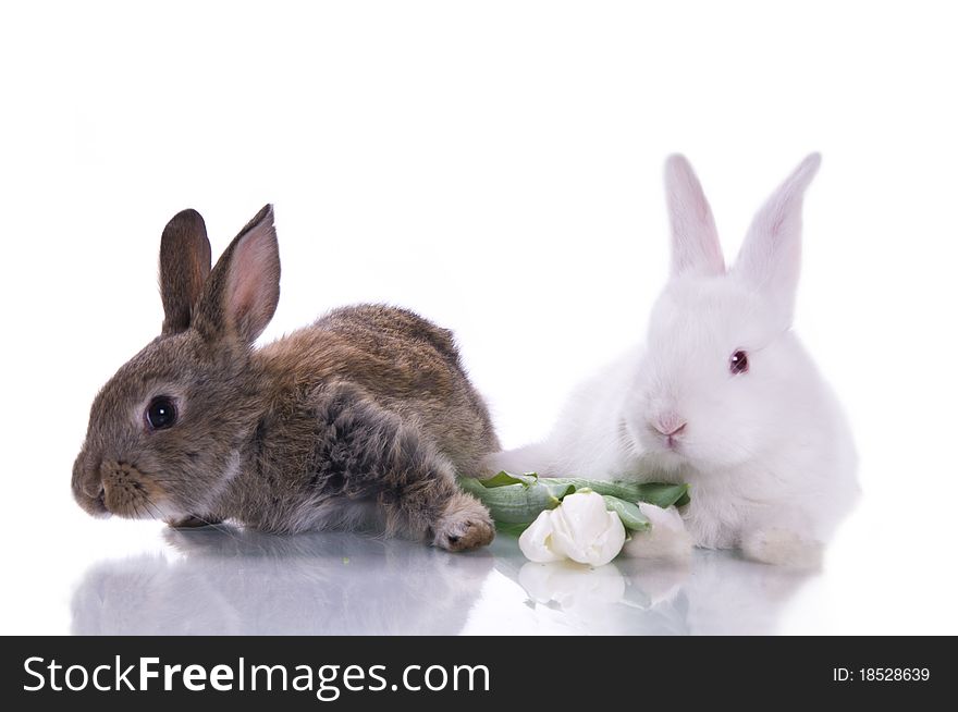 Little rabbit and flowers on a white background isolation